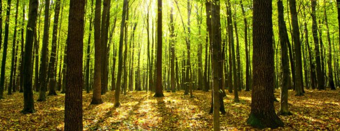 Image of green forest
